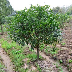 武漢室外綠化家庭花木報價，武漢室內(nèi)綠植工廠花木單位綠化服務